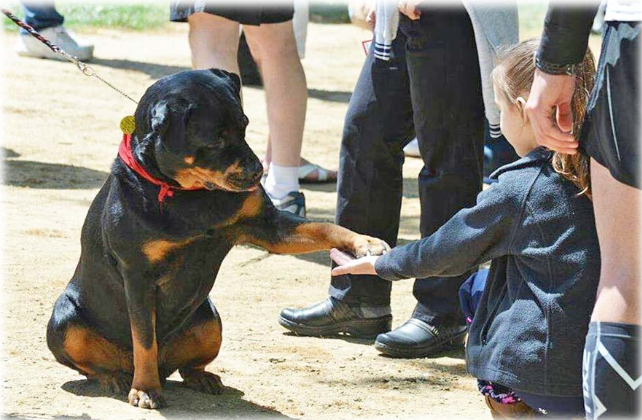 do rottweilers make good therapy dogs?