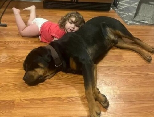 Heroic Rottweiler “Buddy” Awarded ARC Heroism Award for Protecting Lost Toddler