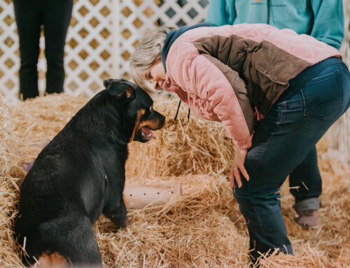 How to Get Started in Barn Hunt with Your Rottweiler