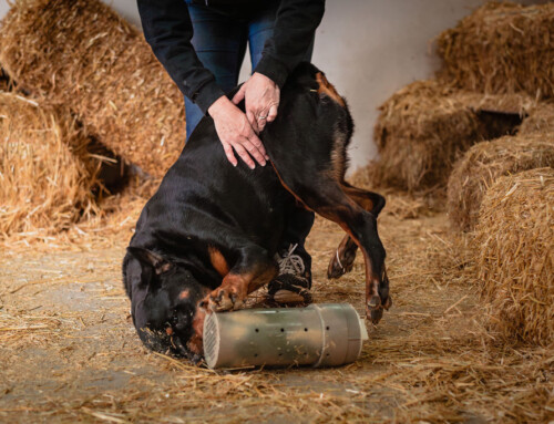 The Best Way to Introduce Your Rottweiler to Rats for Barn Hunt