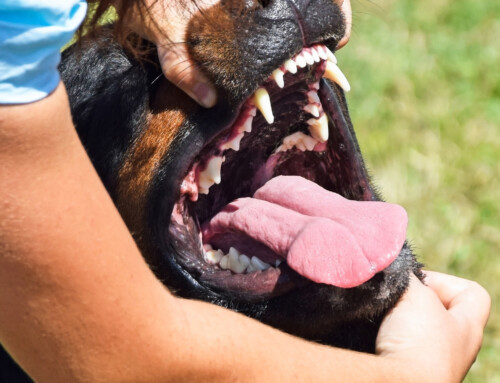 The Importance of Examining The Rottweiler’s Bite & Dentition